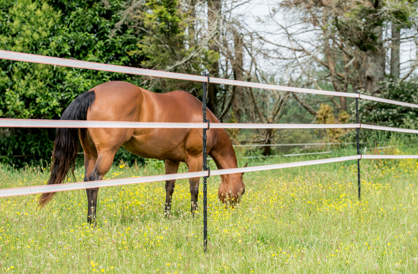 geleider paard weide - advies welkoop
